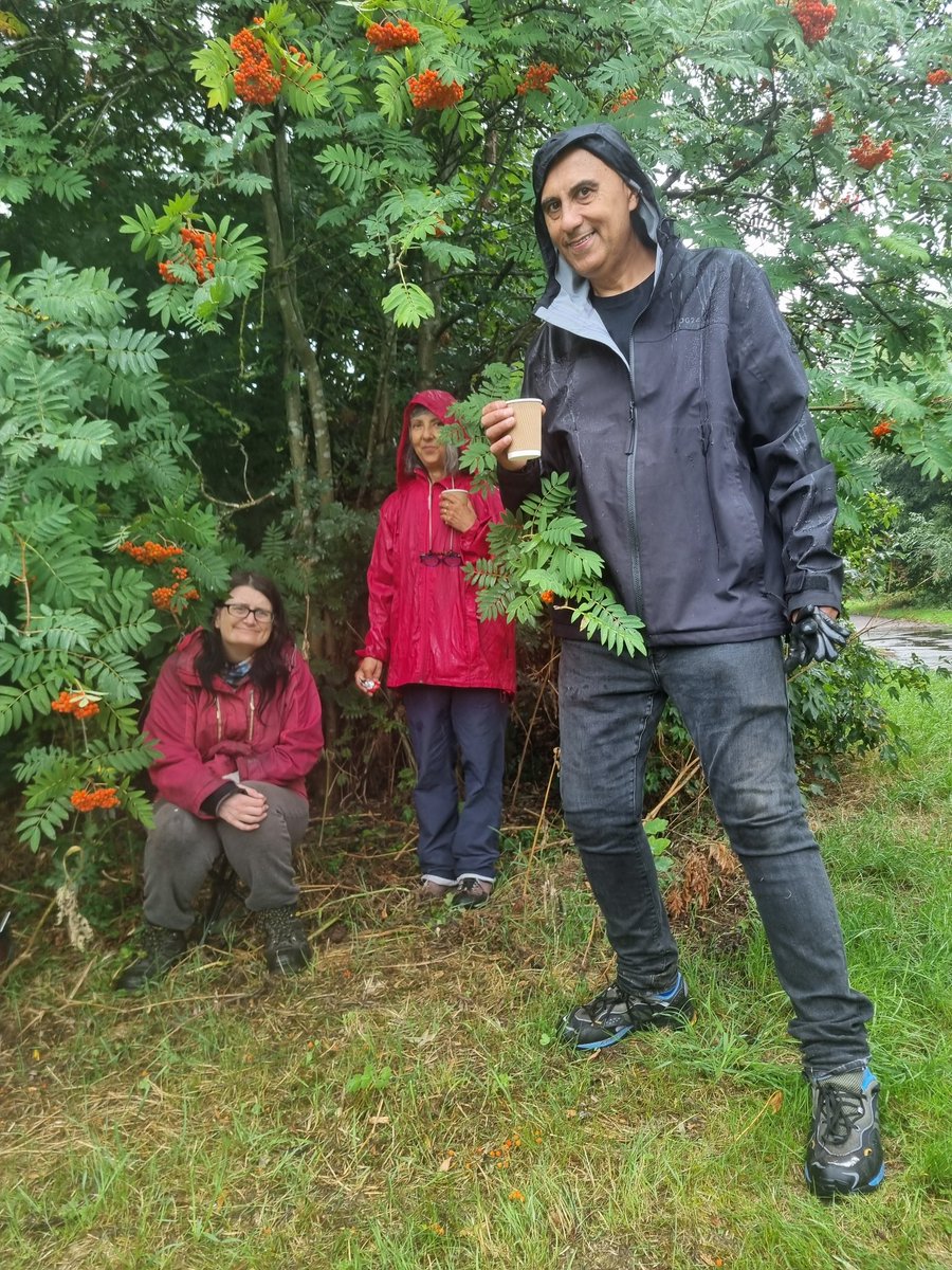 Today's #BudGrafting at #BullfinchForestGarden #Stirchley. We grafted four varieties onto the two trees... #WarwickshireDrooper #TopFivePlum #WlllinghamGage #PurplePershore