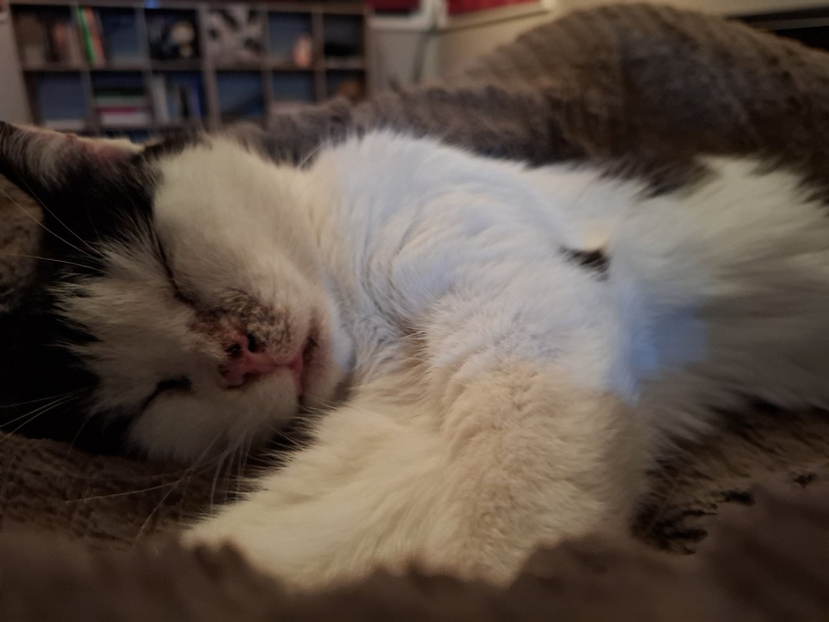 GigglingGhosty's tweet photo. It's a good life to be a stormy! Her tongue is out too! Bless
#cutestcat https://t.co/g3J4MoMffr