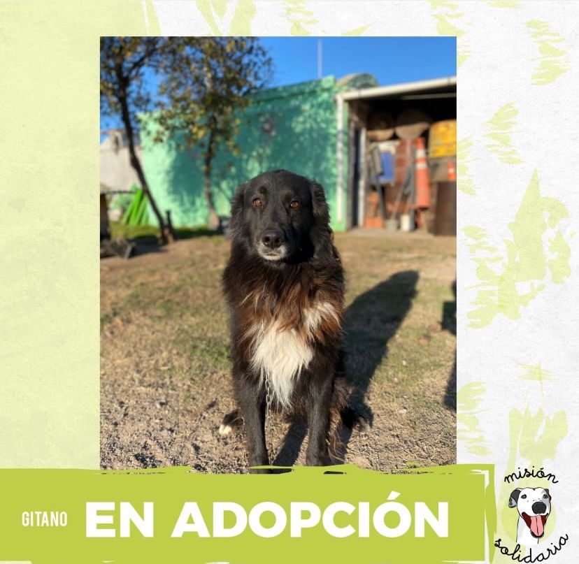 Puchi (@lagarzasosa_) on Twitter photo Gitano tiene 5 años. Está castrado, vacunado y desparasitado.
Este lobiño es de tamaño mediano y está buscando un hogar hace muchisimo 🥺🏠.
Queres adoptarlo? Escribime!
ZONAS CABA Y GBA
misionsolidariatwitter@gmail.com
Asunto: Quiero un gitano
RT porfa Gitano tiene 5 años. Está castrado, vacunado y desparasitado.
Este lobiño es de tamaño mediano y está buscando un hogar hace muchisimo 🥺🏠.
Queres adoptarlo? Escribime!
ZONAS CABA Y GBA
misionsolidariatwitter@gmail.com
Asunto: Quiero un gitano
RT porfa