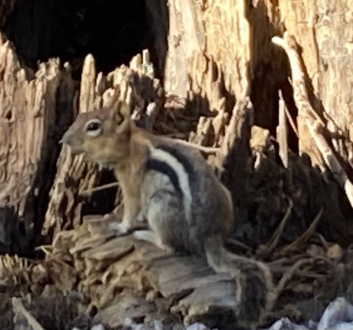 Bundles of energy
golden mantled ground squirrels
race around the rocks.

#haiku #naturephotography