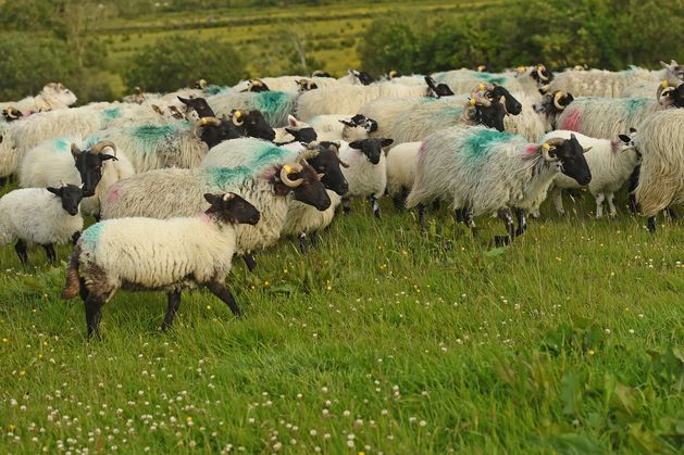 Sheep farmers ‘being pushed to the brink’ as numbers fall by 20pc in some counties independent.ie/farming/sheep/…