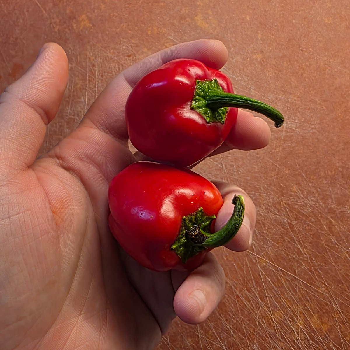 i am obsessed with this little baby bell peppers from my garden