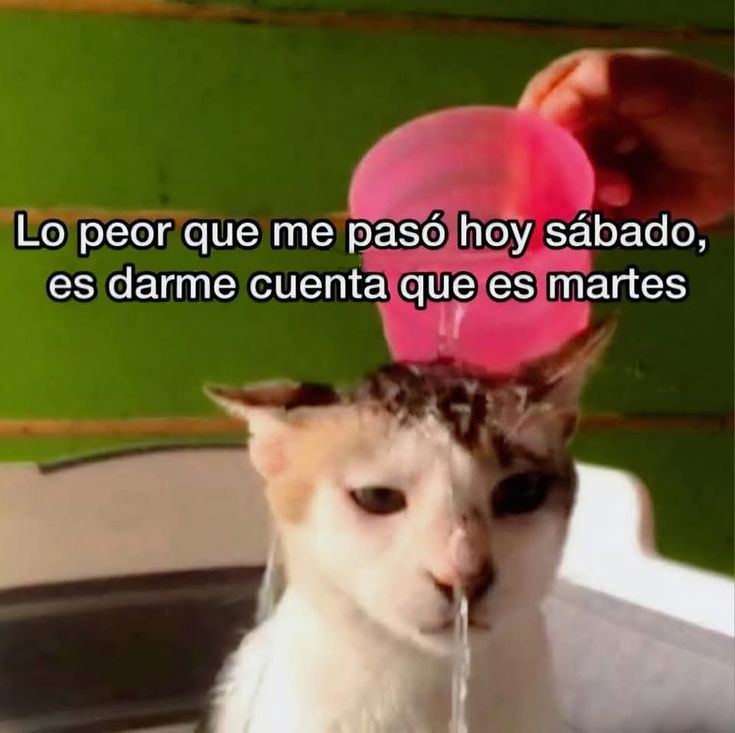 Minah Stahl (@minitah) on Twitter photo 