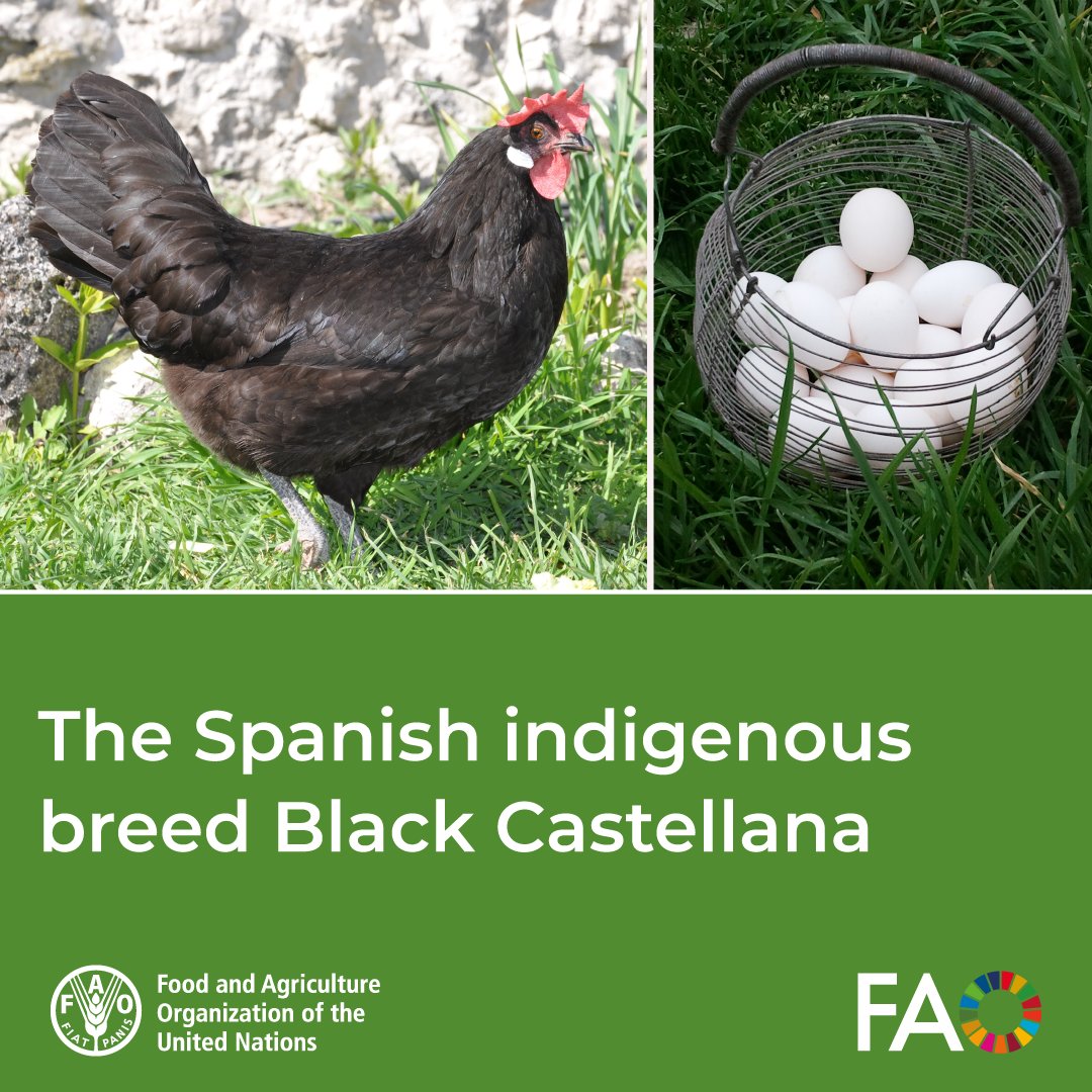 🤔 Did you know that eggs from Spain’s Black Castellana hens have:

▫️ more protein
▫️ less fat
▫️ healthier lipid profile, and
▫️ more vitamin D?

Read more &amp; discover why preserving indigenous breeds matters.

👉 bit.ly/4eHzW7P