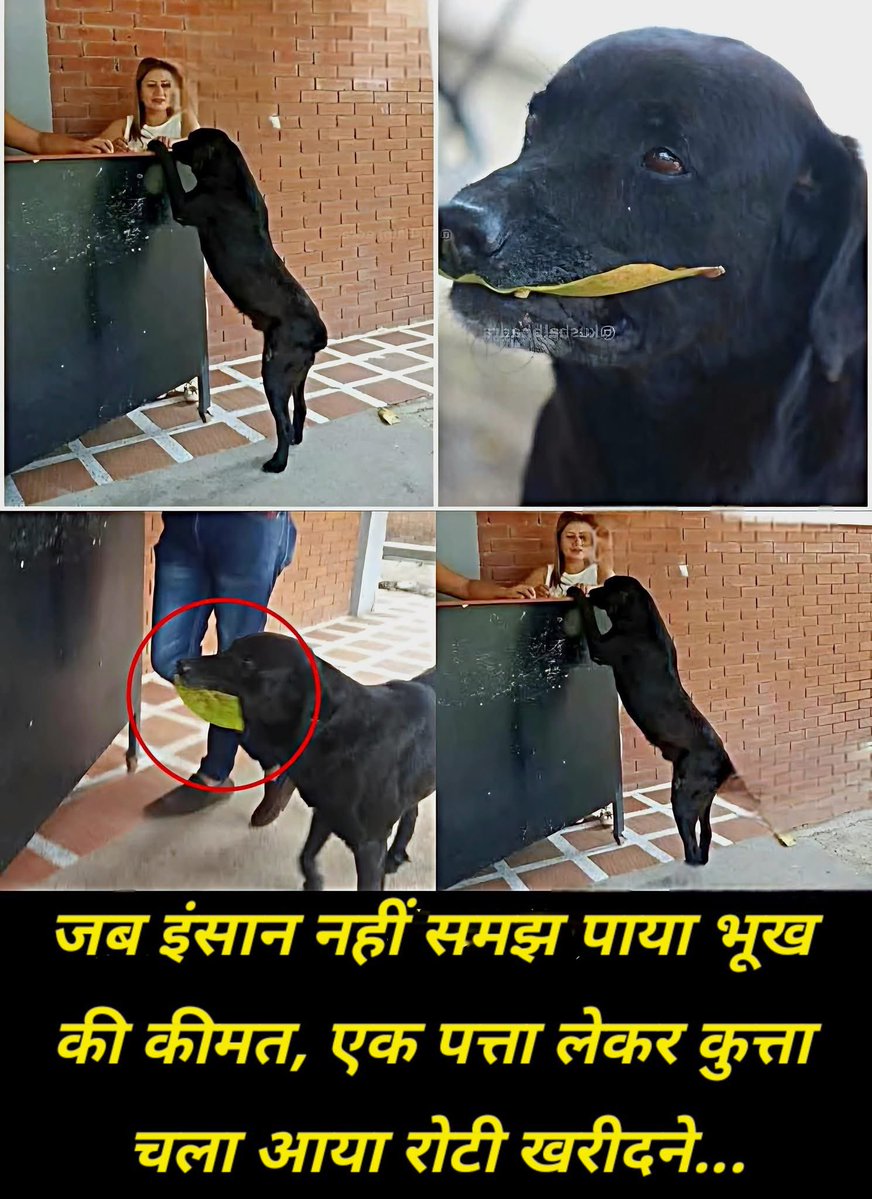 भूख ना जात देखती है, ना हालात…

यह स्ट्रीट डॉग हर दिन एक पत्ता लेकर कैफेटेरिया जाता है, जैसे वो उसकी 'करेंसी' हो।  
ये घटना बताती है कि इंसानियत केवल इंसानों में ही नहीं होती… 💔

Tag करें उस दोस्त को, जिसे ये देख कर फर्क पड़े! 🙏  
<a href="/AwbiBallabhgarh/">Animal Welfare Board of India</a> <a href="/narendramodi/">Narendra Modi</a> <a href="/gupta_rekha/">Rekha Gupta</a>