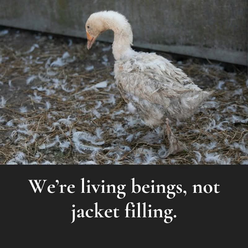 💔😢Please stand against this horror and say no🙏🏼💚