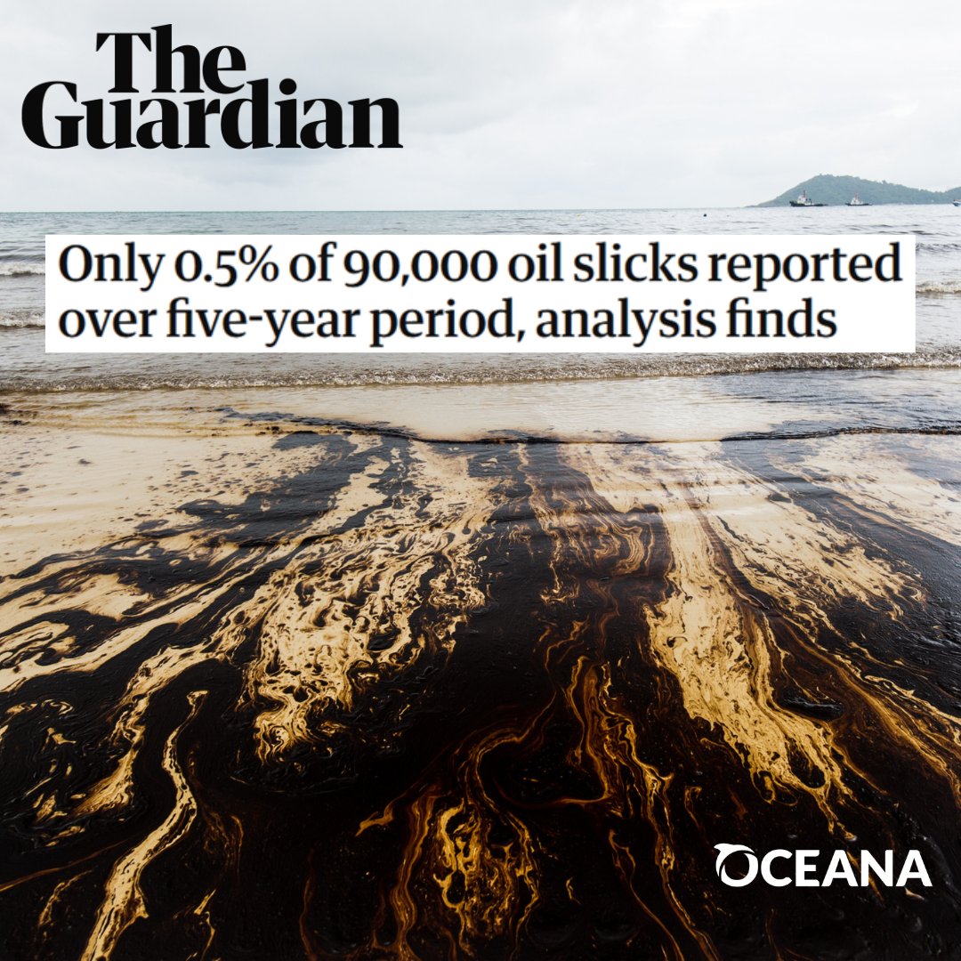 Oceana UK (@oceanauk) on Twitter photo BREAKING 📢 Just 474 out of more than 90,000 oil slicks from ships around the world were reported to authorities over a five-year period <a href="/leanahosea/">leanahosea</a> <a href="/WATERSHED_i/">watershed_investigations</a>
We must:
❌END our addiction to fossil fuels
❌END the toxic pollution of our seas
theguardian.com/business/2025/… BREAKING 📢 Just 474 out of more than 90,000 oil slicks from ships around the world were reported to authorities over a five-year period <a href="/leanahosea/">leanahosea</a> <a href="/WATERSHED_i/">watershed_investigations</a>
We must:
❌END our addiction to fossil fuels
❌END the toxic pollution of our seas
theguardian.com/business/2025/…