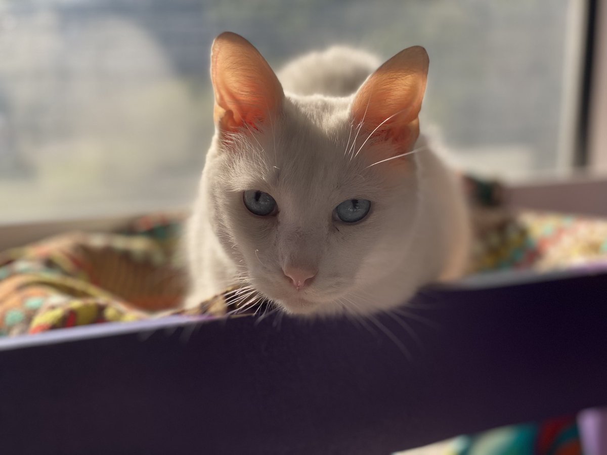 AmazingAcroCats's tweet image. Ahi Tuna has a birthday on Thursday 💜 Link to send her some treats is attached below! (she loves churus btw...)
amazon.com/hz/wishlist/ls…

#acrocats #ahituna