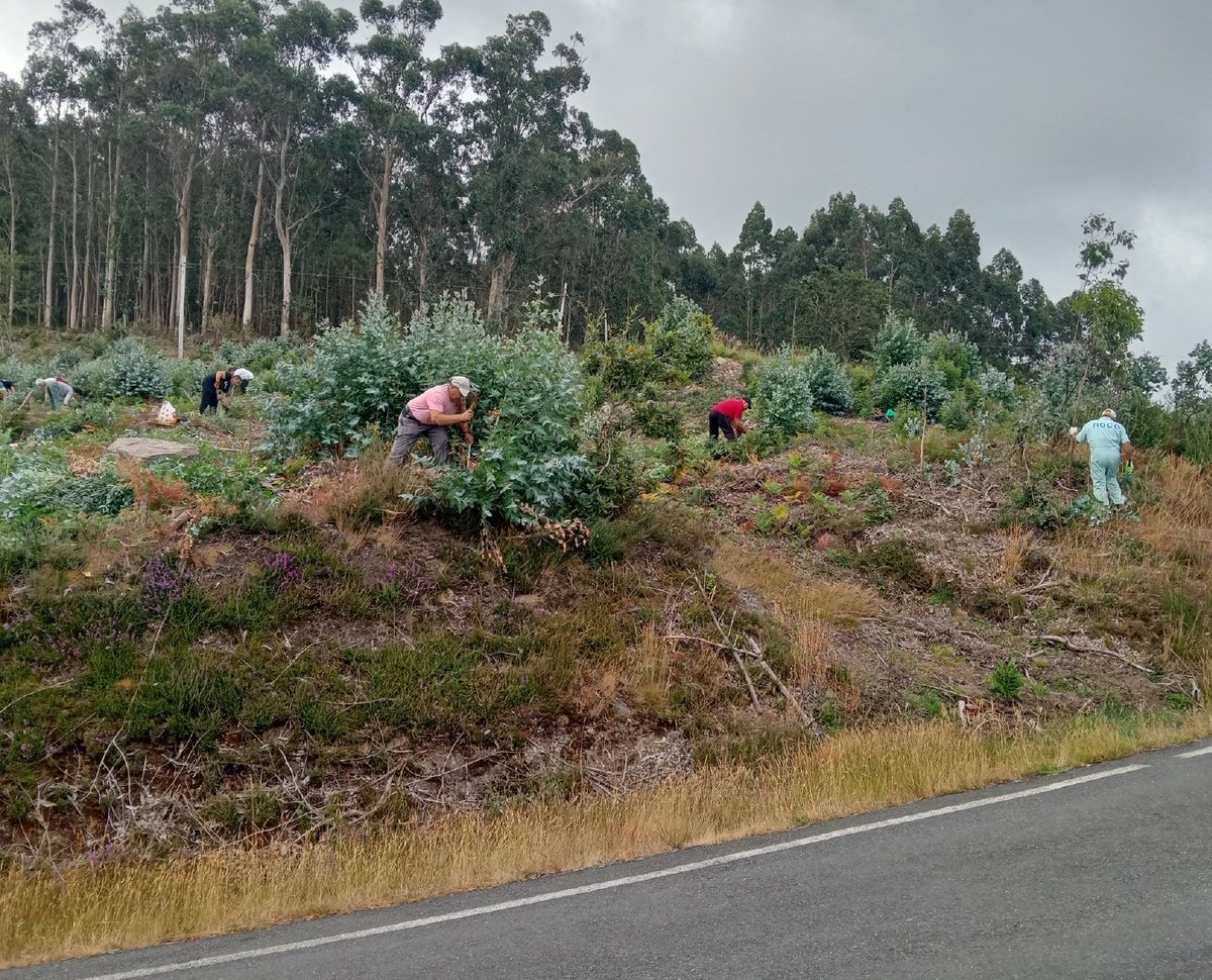Laboratorio Ecosocial do Barbanza (@lebarbanza) on Twitter photo Xornada de voluntariado en Esperdelo, Baroña (Porto do Son) para eliminar rebrotes de eucaliptos e acacias.
Coordinada pola Fundación Montescola e a Comunidade de Montes de Baroña, no marco do Laboratorio.
#ProyectosPRTR #PlanDeRecuperación #NextGenerationEU <a href="/FBiodiversidad/">Fundación Biodiversidad</a> Xornada de voluntariado en Esperdelo, Baroña (Porto do Son) para eliminar rebrotes de eucaliptos e acacias.
Coordinada pola Fundación Montescola e a Comunidade de Montes de Baroña, no marco do Laboratorio.
#ProyectosPRTR #PlanDeRecuperación #NextGenerationEU <a href="/FBiodiversidad/">Fundación Biodiversidad</a>