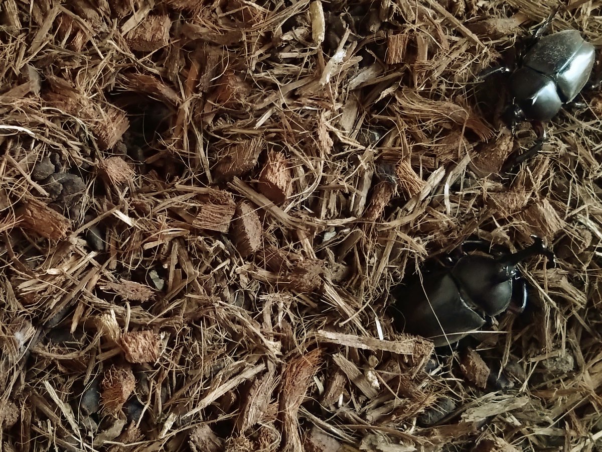 Blue_Shrimp_309's tweet photo. ちなみに今年のカブトムシは推定25匹前後

そろそろクワガタにシフトチェンジしたいところではあります

これは昔の写真です
猛暑でもう既に寿命を終えそうで、土が減っているので幼虫も生まれているのではないかと推測されます

育てるの悩むな・・・💦 https://t.co/JUPXL8VvyV
