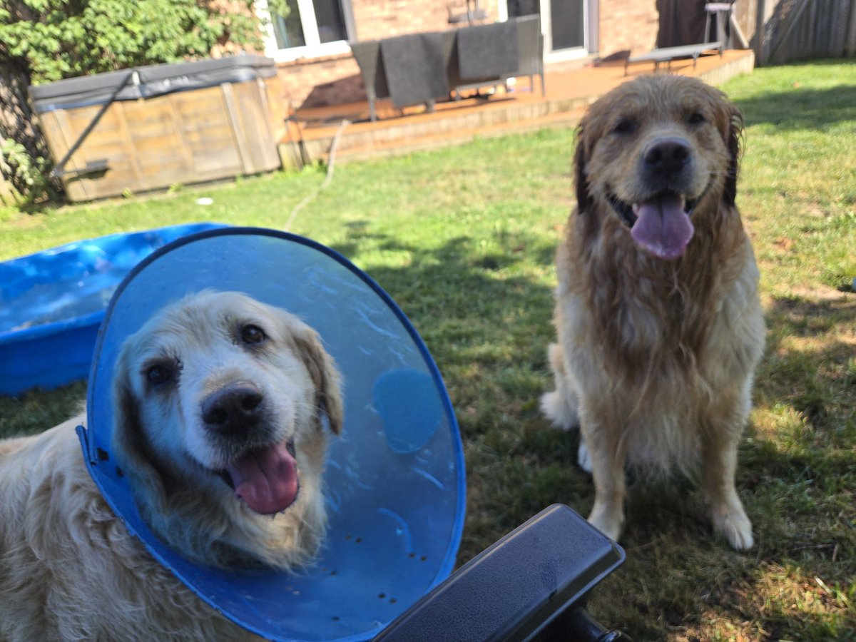 Happy #tongueouttuesday pals! 👅 This was us enjoying our pool over the weekend ❤️ #goldenretrievers #goldengracie #goldenpatrick #dogsoftwitter