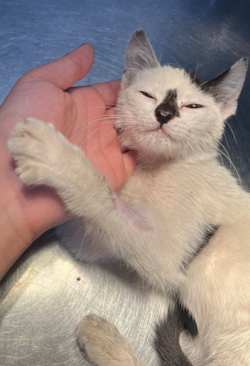 Mürekkep burunlu love kitisi, yuvasını arıyor. Elinizde size hayranlıkla bakan, sevgi yumağı kiti isterseniz kaçırmayın🐈♥️ - İstanbul