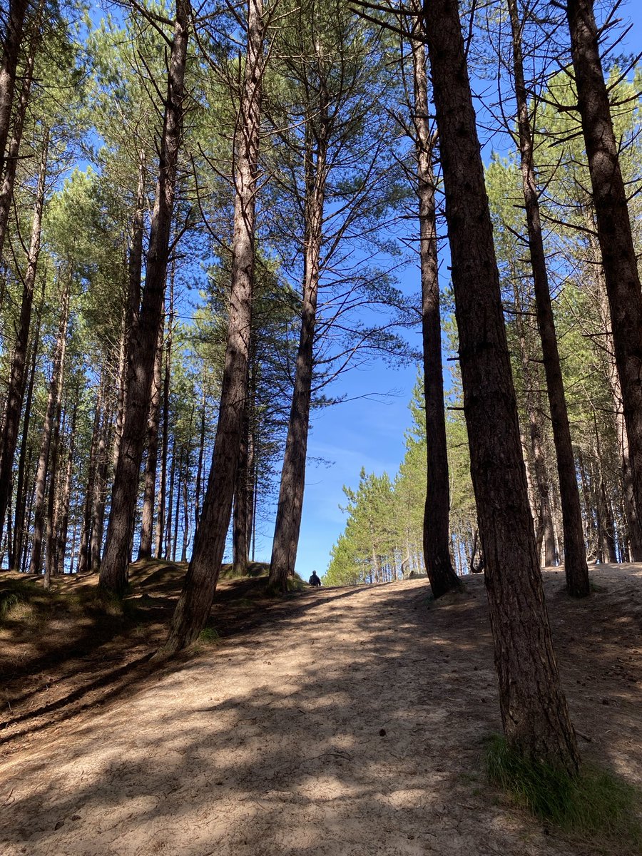 Culbin. #thicktrunktuesday