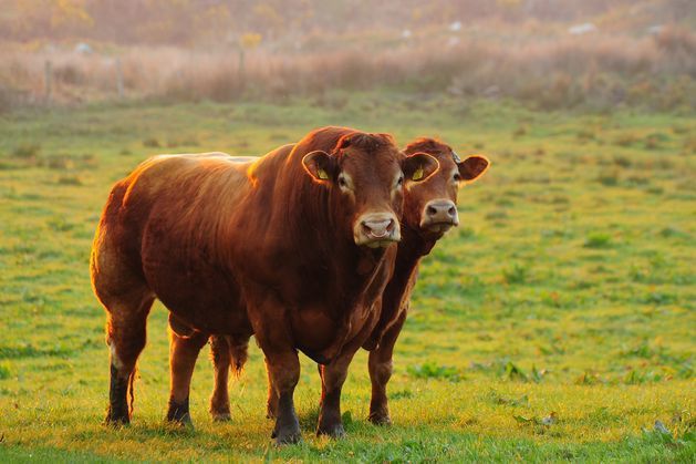 Most cattle will see ‘minimal change’ to indexes, says the Irish Cattle Breeding Federation independent.ie/farming/news/m…