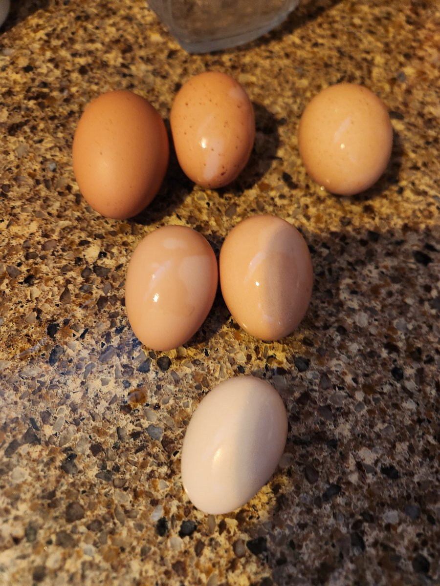 Pullet eggs prove time &amp; effort are well spent! 
#food
#farmraised