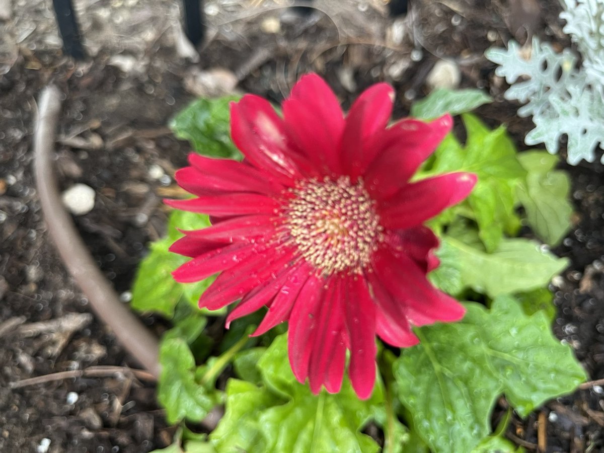 A sweet student gave me this potted daisy at the end of the year. I planted it in my flower bed this summer and it’s still thriving. ❤️<a href="/LindseyElem/">Lindsey  Elementary</a>