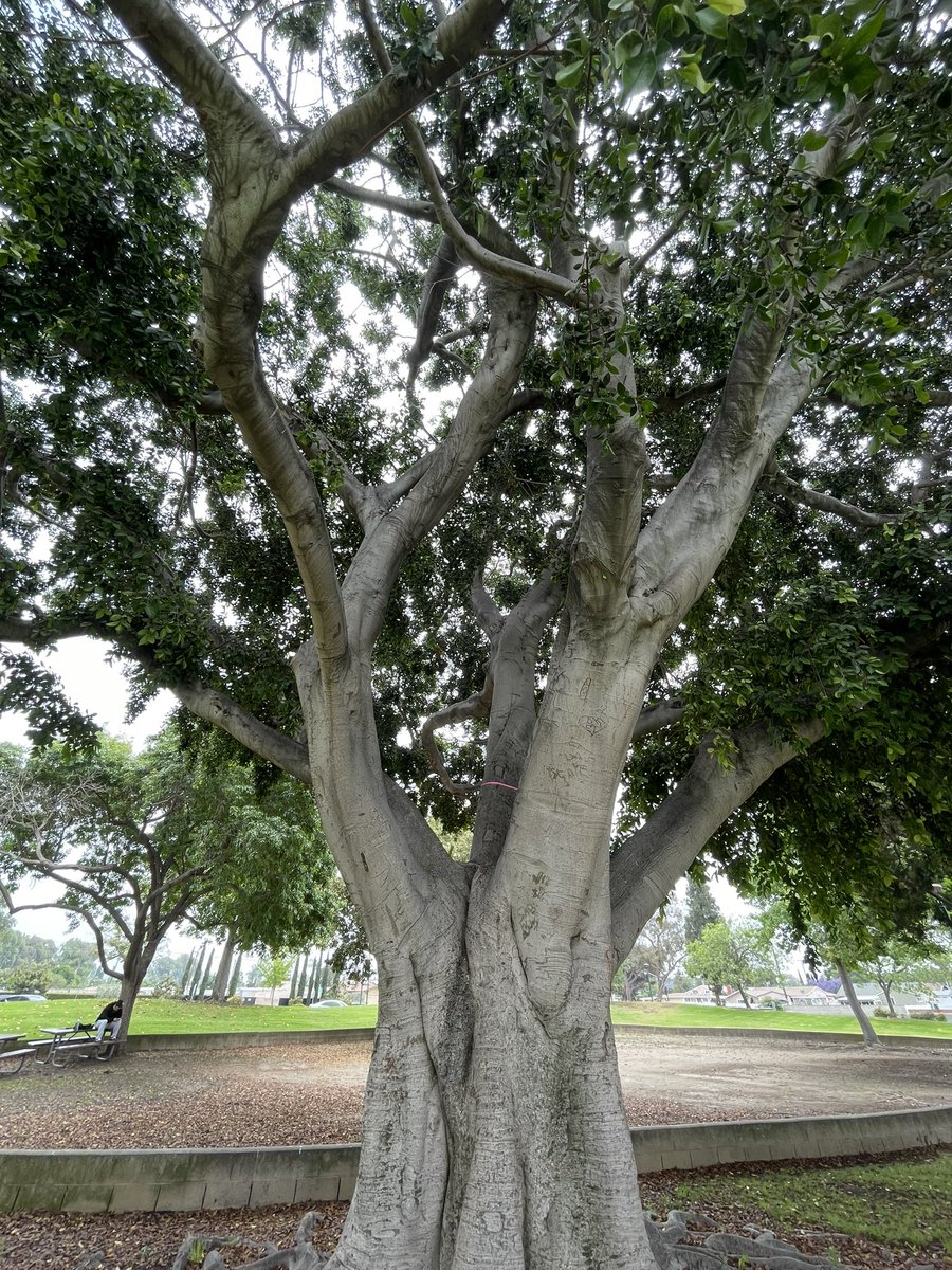 PJINTHEGARDEN's tweet photo. Happy #thicktrunktuesday #Treepeople #Treeenergy #lovemotherearth https://t.co/02KOaMdrEZ