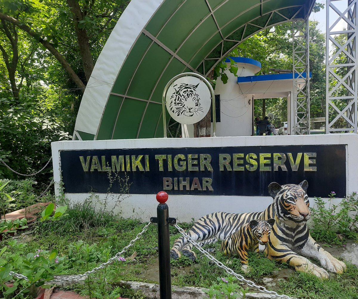 IndexBihar's tweet image. Today is International Tiger Day!
Bihar’s Valmiki Tiger Reserve sees a 7x rise in tiger count - from just 8 in 2010 to 54 in 2022!
Now Bihar joins the ranks of top states like MP and Karnataka in tiger conservation.