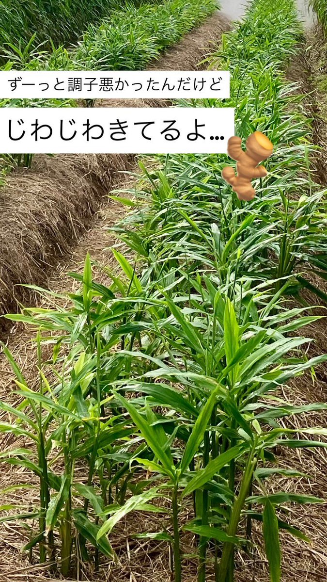 宮古島 くるぶし農園 (@kurubusifarm) / X