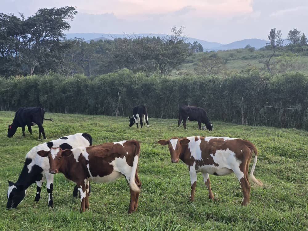 A single cow can feed people, pay school fees, or start a legacy. That’s why we farm. That’s why we have grown the best cattle. Get yourself the best of cows and milk 🐄🔥 #CowBusiness #FarmLife #BuildWithCows