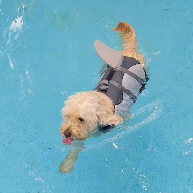 Happy #TongueOutTuesday from the Bear Shark!! 🦈👅🐻
And thank you for all the wonderful thoughts and prayers and messages for my girl. She made it out ok and we are waiting for results. 🙏
#dogs #GRC #AriesWorld