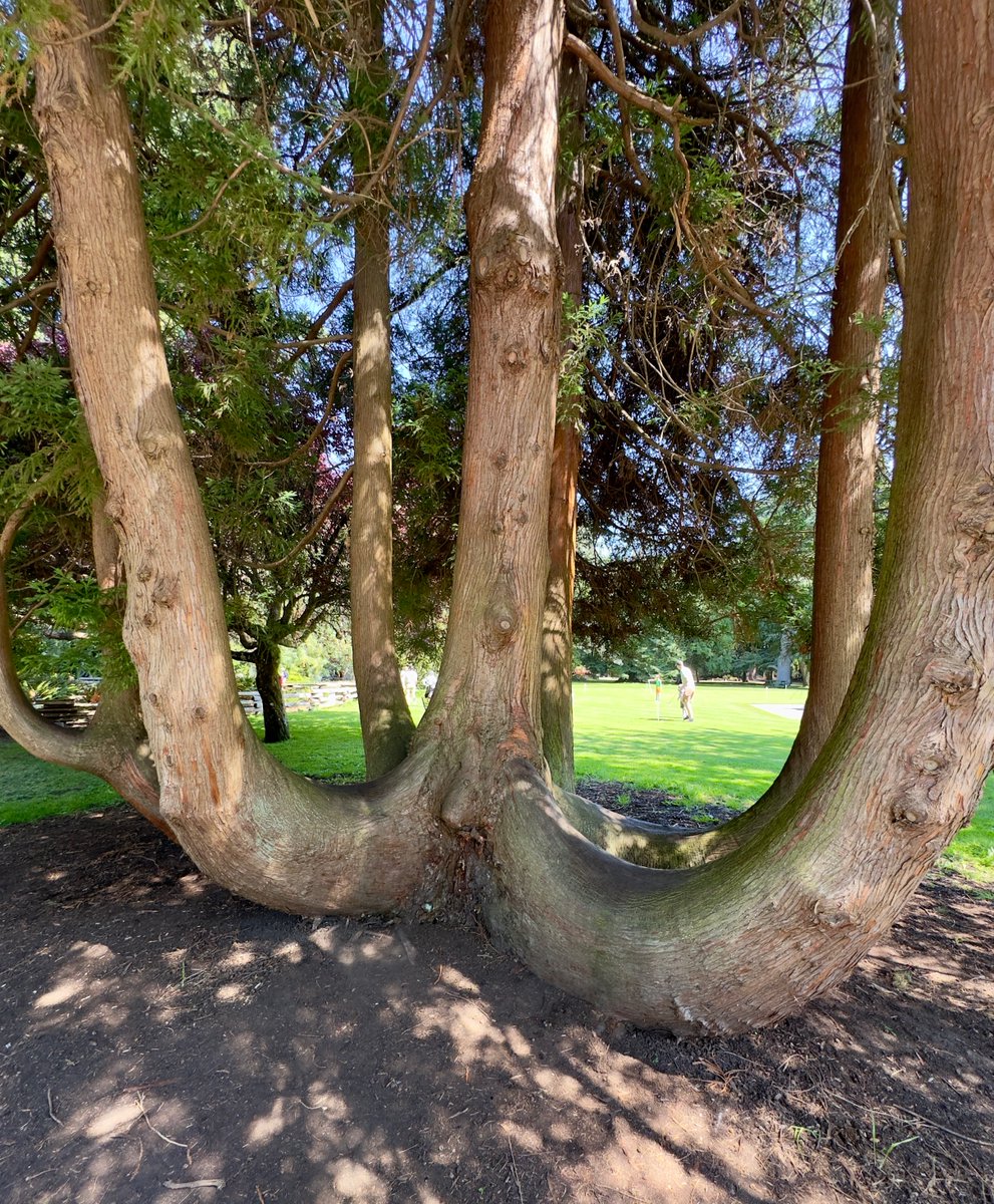 One more for #thicktrunktuesday  So many awesome thick trunk posts today. A tree lovers delight 🌳🌳
