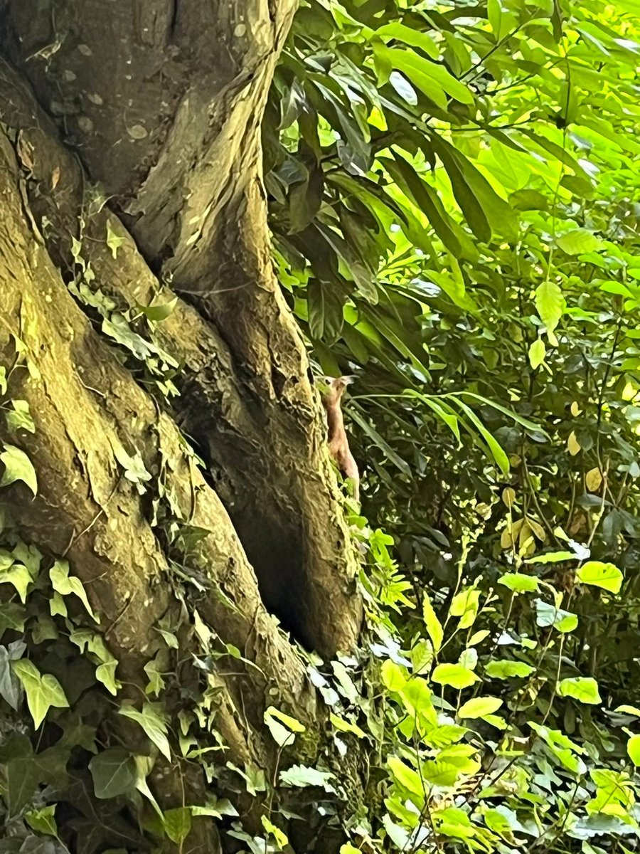 La nature mère-veilleuse 🌳
J’ai croisé le chemin d’un gentil petit écureuil 🐿️