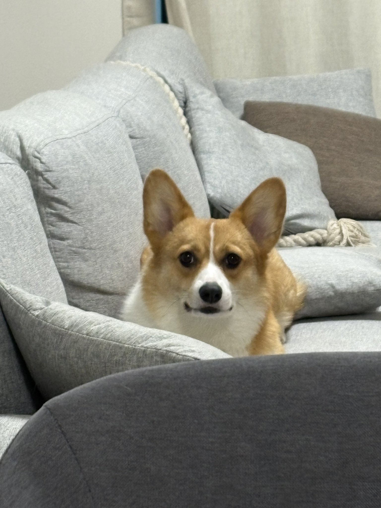 マロン様 マロン🌰ブラン🧁シフォン🍰 (@marron0802) / X