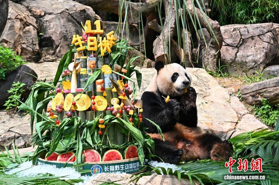 PDChina's tweet image. The world's only surviving #panda #triplets, Mengmeng, Shuaishuai, and Kuku, celebrated their 11th birthday on Tuesday with a festive event at Guangzhou's Chimelong Safari Park in S China's Guangdong.