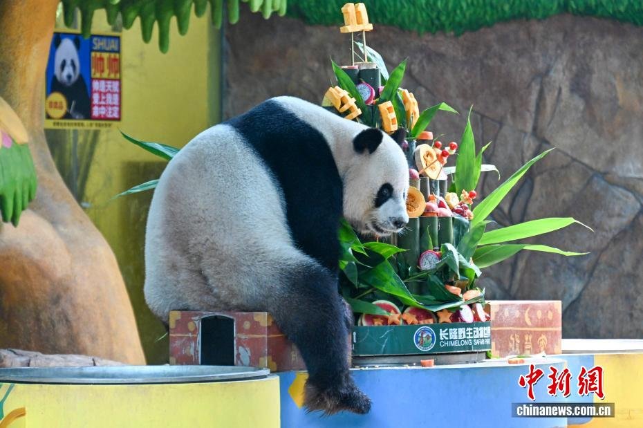 PDChina's tweet image. The world's only surviving #panda #triplets, Mengmeng, Shuaishuai, and Kuku, celebrated their 11th birthday on Tuesday with a festive event at Guangzhou's Chimelong Safari Park in S China's Guangdong.