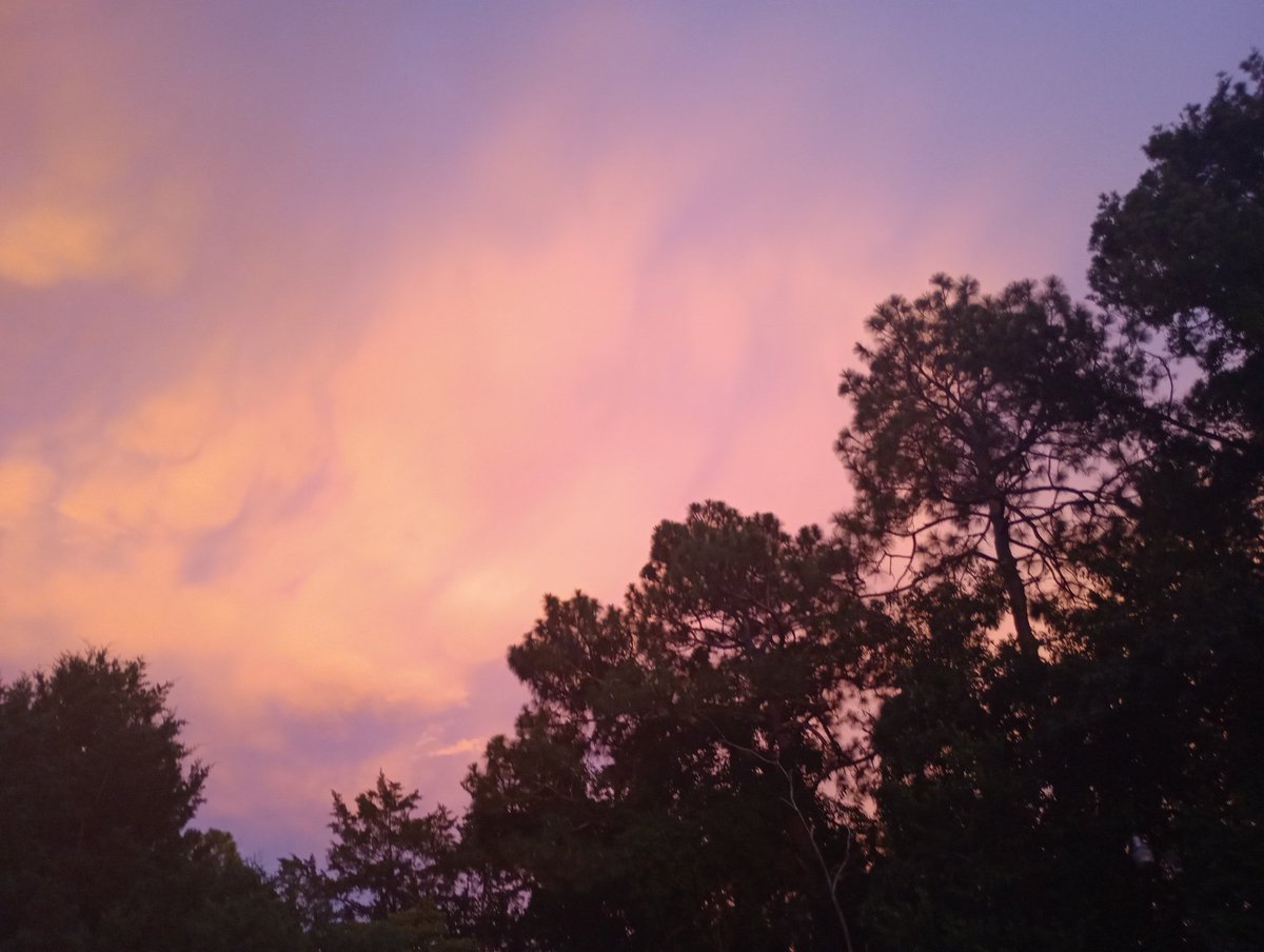 •Zed• tweet media