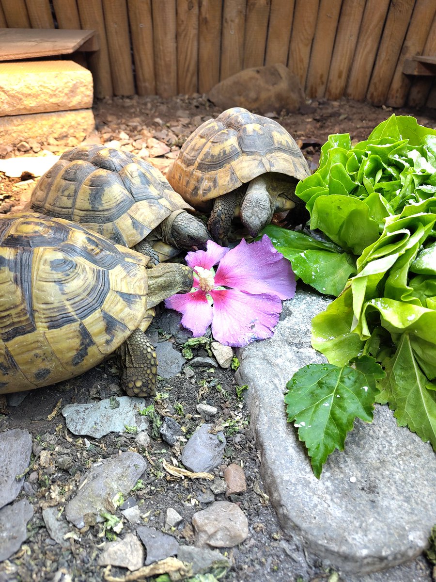 BaybeeBat's tweet photo. Look at these absolute angels tucking in to some nice big hibiscus flowers 🌺🐢
Peep #PercyTortoise in the back breaking in to a sprint 👀 https://t.co/RblkU6Vhx9