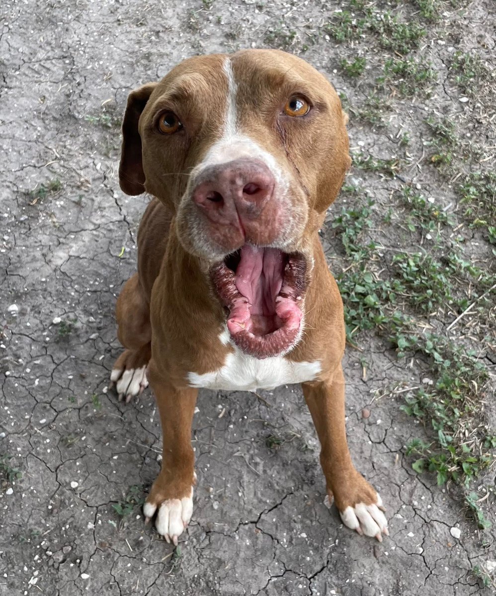ROSIE #A382368 11YO 
"I'M GETTING WORRIED 😟 I HEARD I'M RUNNING OUT OF TIME ⌛️ 
I DON'T WANT TO DIE😭" 
Plz look at precious ROSIE real close!
DO U SEE HOW SPECIAL SHE IS?
She is an absolute angel!
PLZ #ADOPT #FOSTER OR #PLEDGE FOR RESCUE #CORPUSCHRISTI 
PLZ DON'T LET HER DIE
