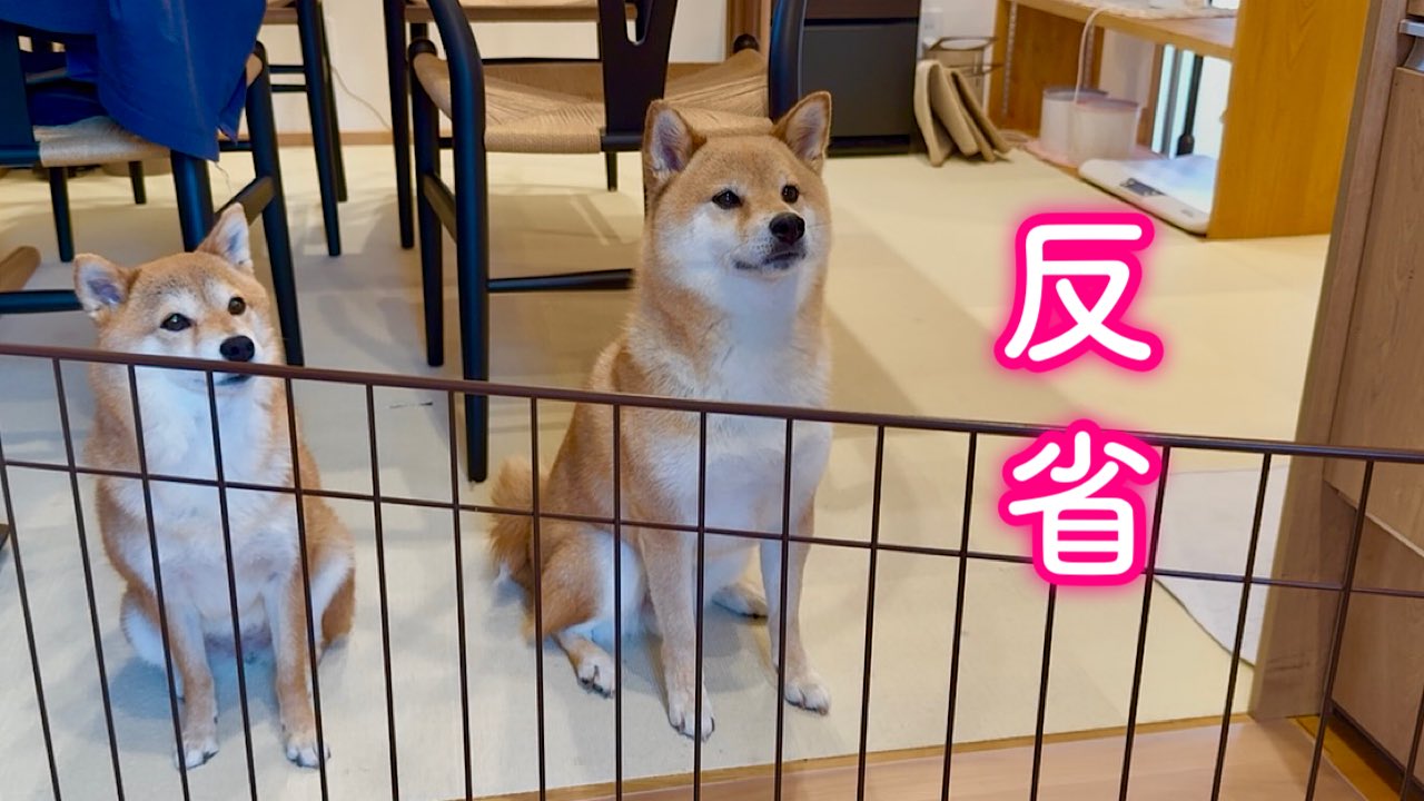 豆柴福ちゃん富くん on X: 