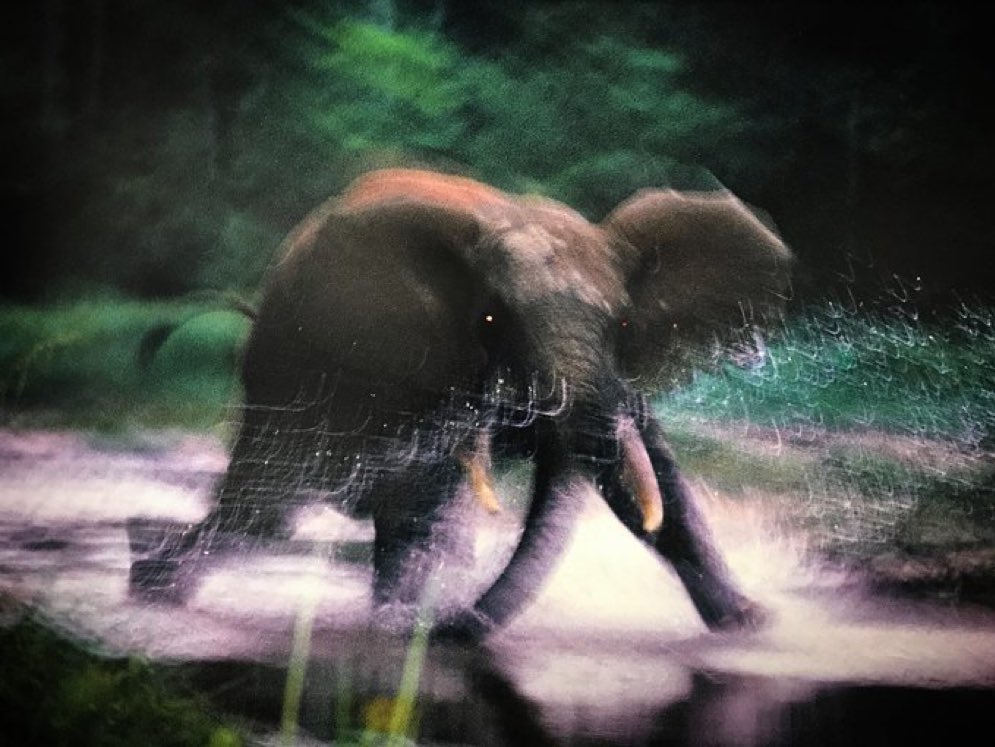 Patricio Villalobos tweet media