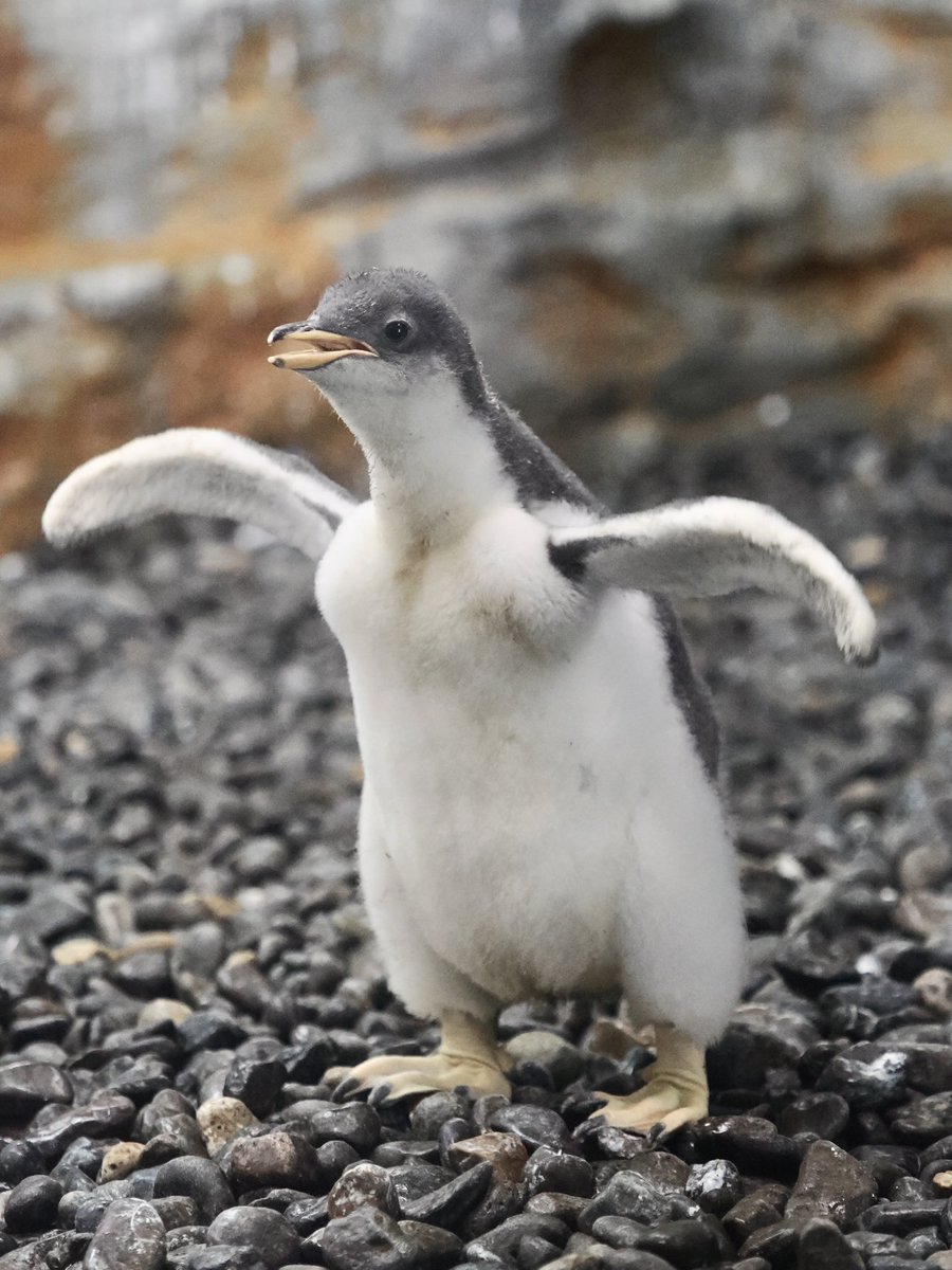 ペンギン　まとめ2点 hqdefault.jpg