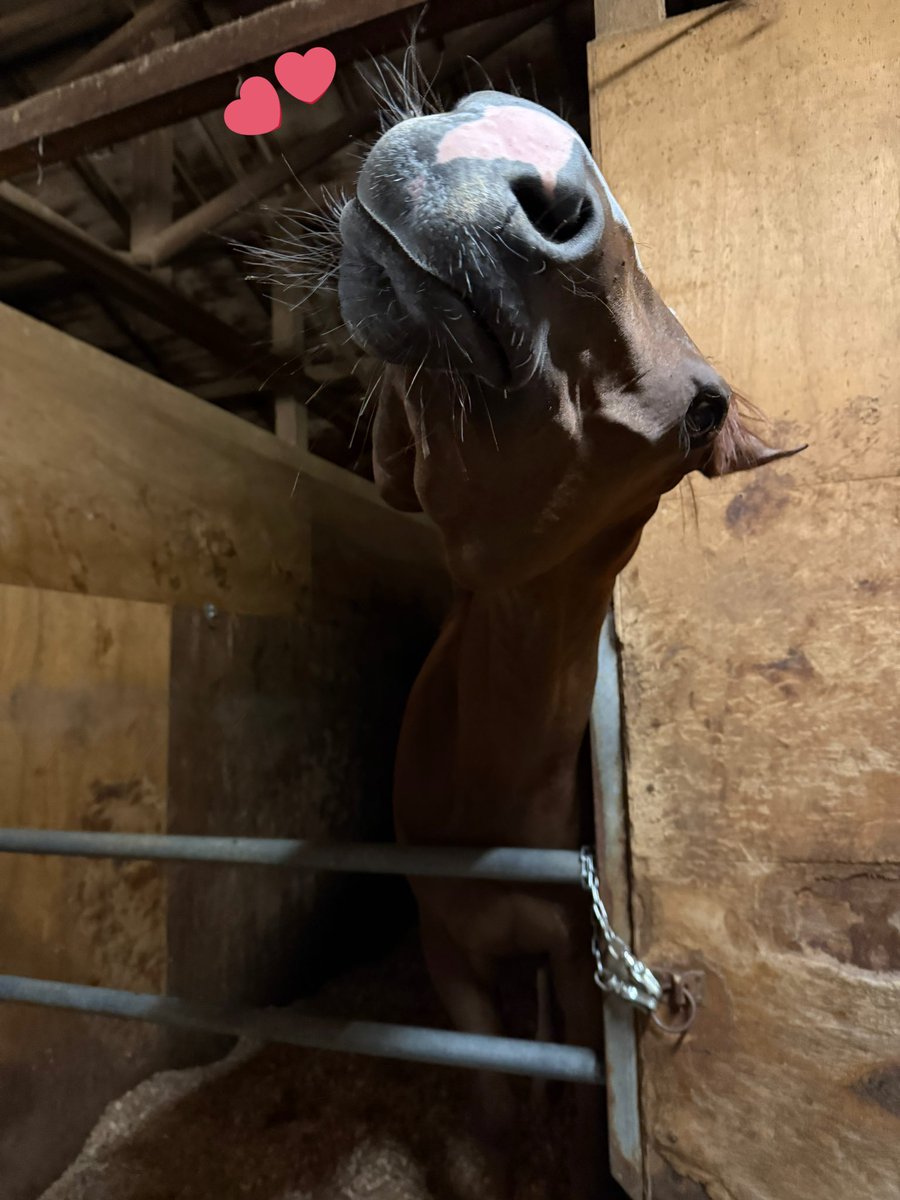 船橋開催2日目でした🐴

本日は出走する馬はいませんでした。
みんな馬房でのんびりしていました🐴

昨日はテンタイカンソク号が見事1着でゴールしました🥇
顔を見せてもらうと、いつも首を傾げて可愛い角度で見せてくれるテンタイちゃんです🥰