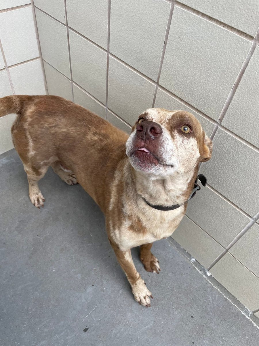 This handsome hunk of love is MAC #A346625 7YO,
64lbs of pure,unconditional love!
He is absolutely beautiful,stunning golden eyes,gorgeous speckled coat,little pouty lips!
So much intelligence in that precious face 
PLZ #ADOPT #FOSTER OR #PLEDGE FOR RESCUE #CORPUSCHRISTI #TX