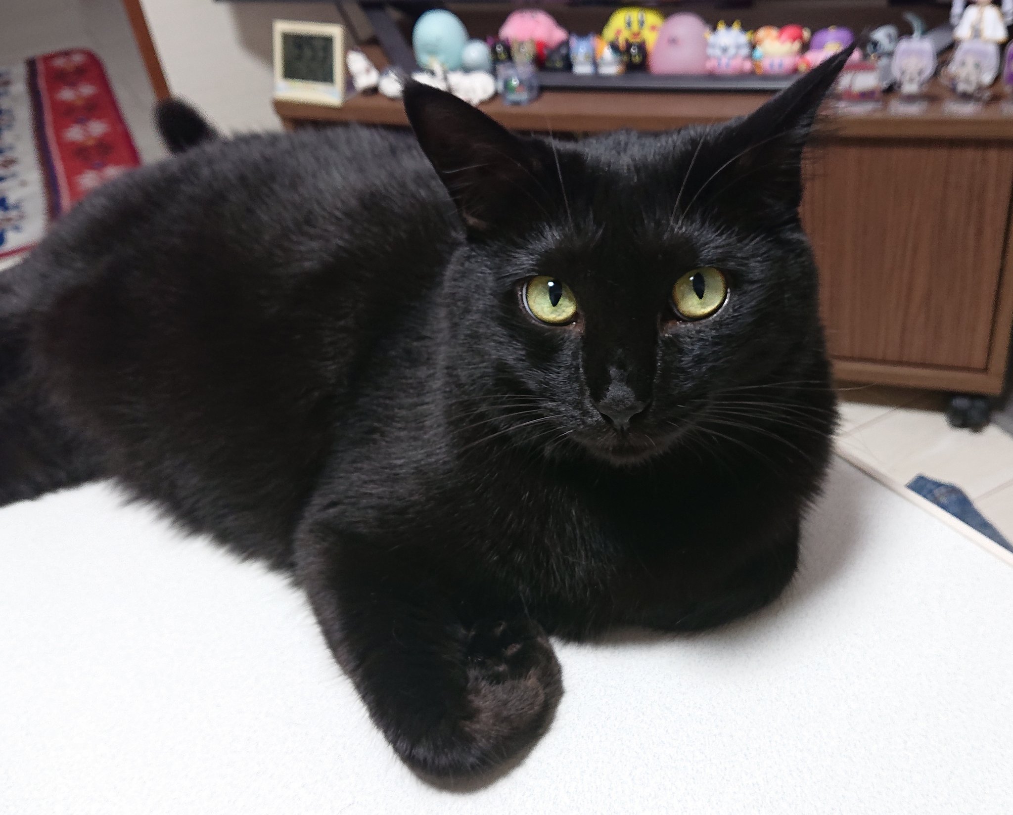 黒猫 ちかティ on X: 