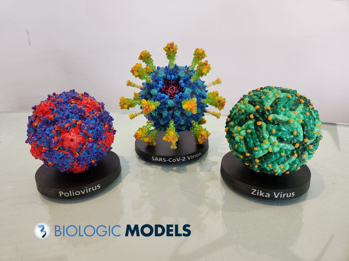 BiologicModels's tweet image. While deadly and pathologic, viruses are amazing macromoleucular machines. 3D printed scientific models of viruses visualize the structural complexity and mathematics behind capsid formation. Want to create your own virus model? Submit a #3Dprint request @ buff.ly/9hXrp6F