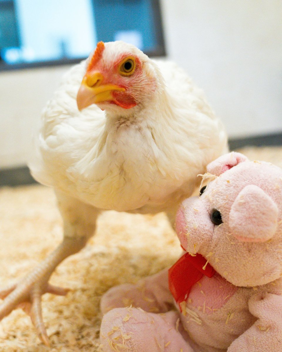 What’s cuter than a chicken and her emotional support plushie? 🐔💕

This Chicken Wing Day, let’s celebrate chickens for who they truly are — curious, social, and so full of life. Most importantly, they’re our friends, not food.
