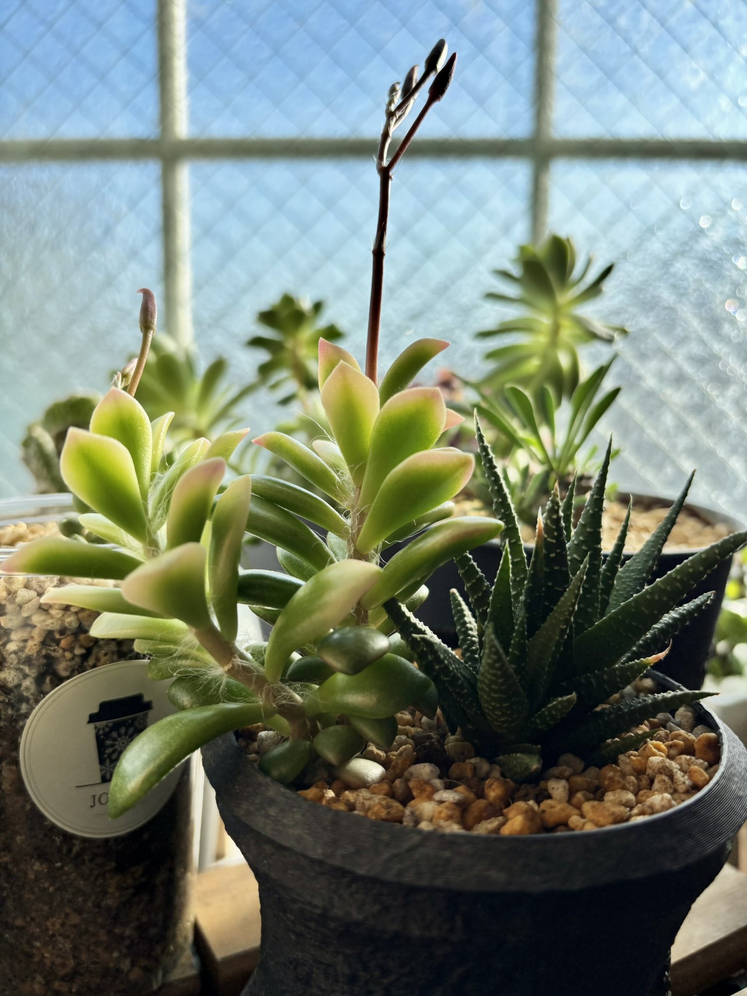 【にこにこ植物】速達 綾瀬っち on X: 