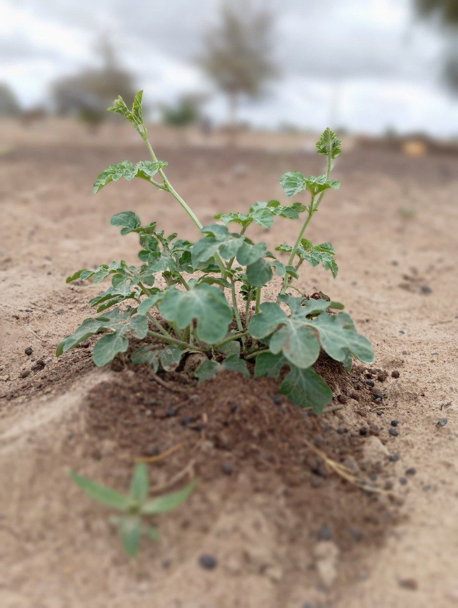 Mo Bamba🌿 (@410mobamba) on Twitter photo 2nd amendment, 24 jours après sémi.
Talk about #Agroecology.
We are <a href="/NgomaFarm/">Ngoma Farm</a>
#AgriCheck 🌿 2nd amendment, 24 jours après sémi.
Talk about #Agroecology.
We are <a href="/NgomaFarm/">Ngoma Farm</a>
#AgriCheck 🌿