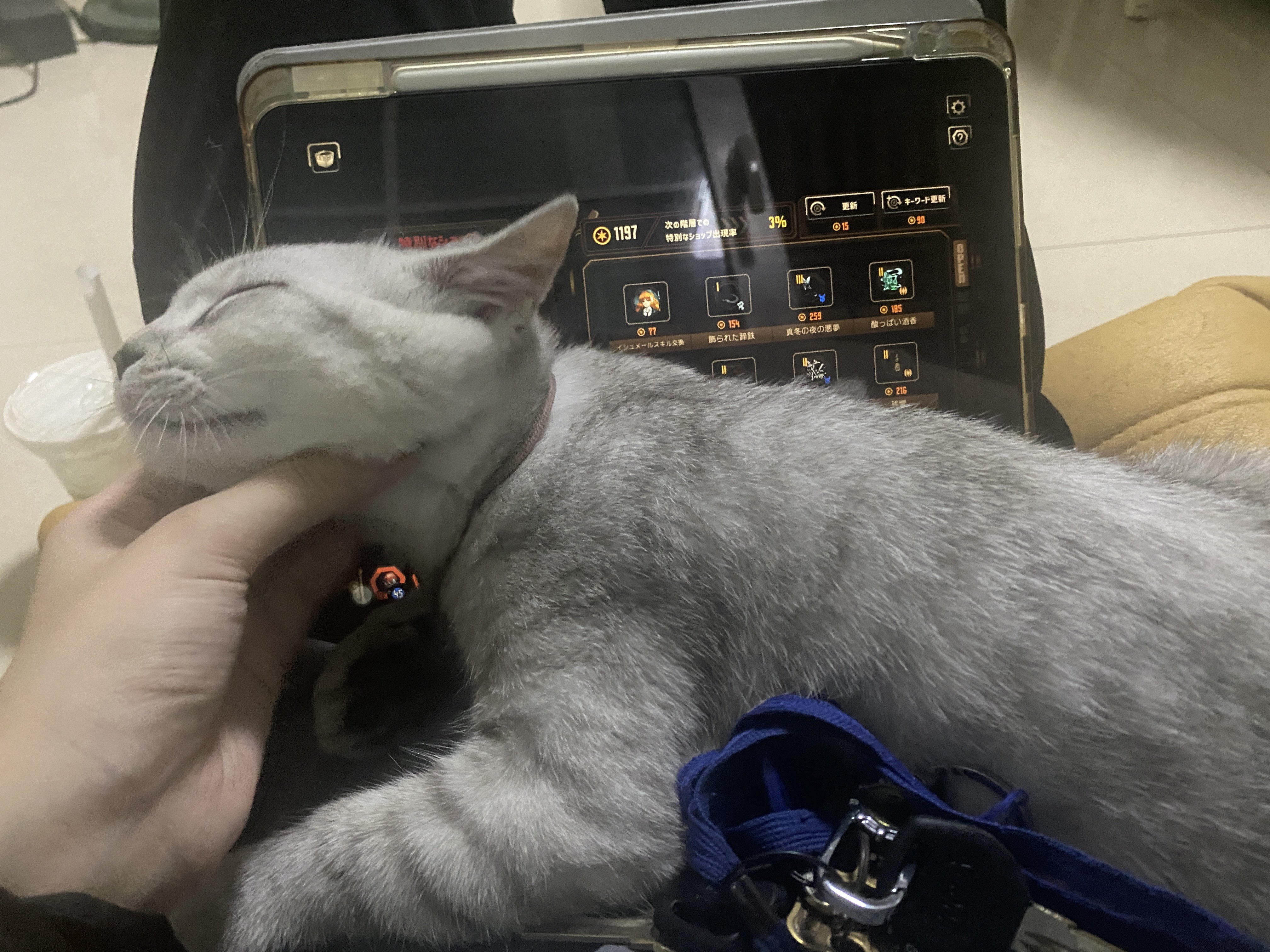 猫さん かおる_ on X: 