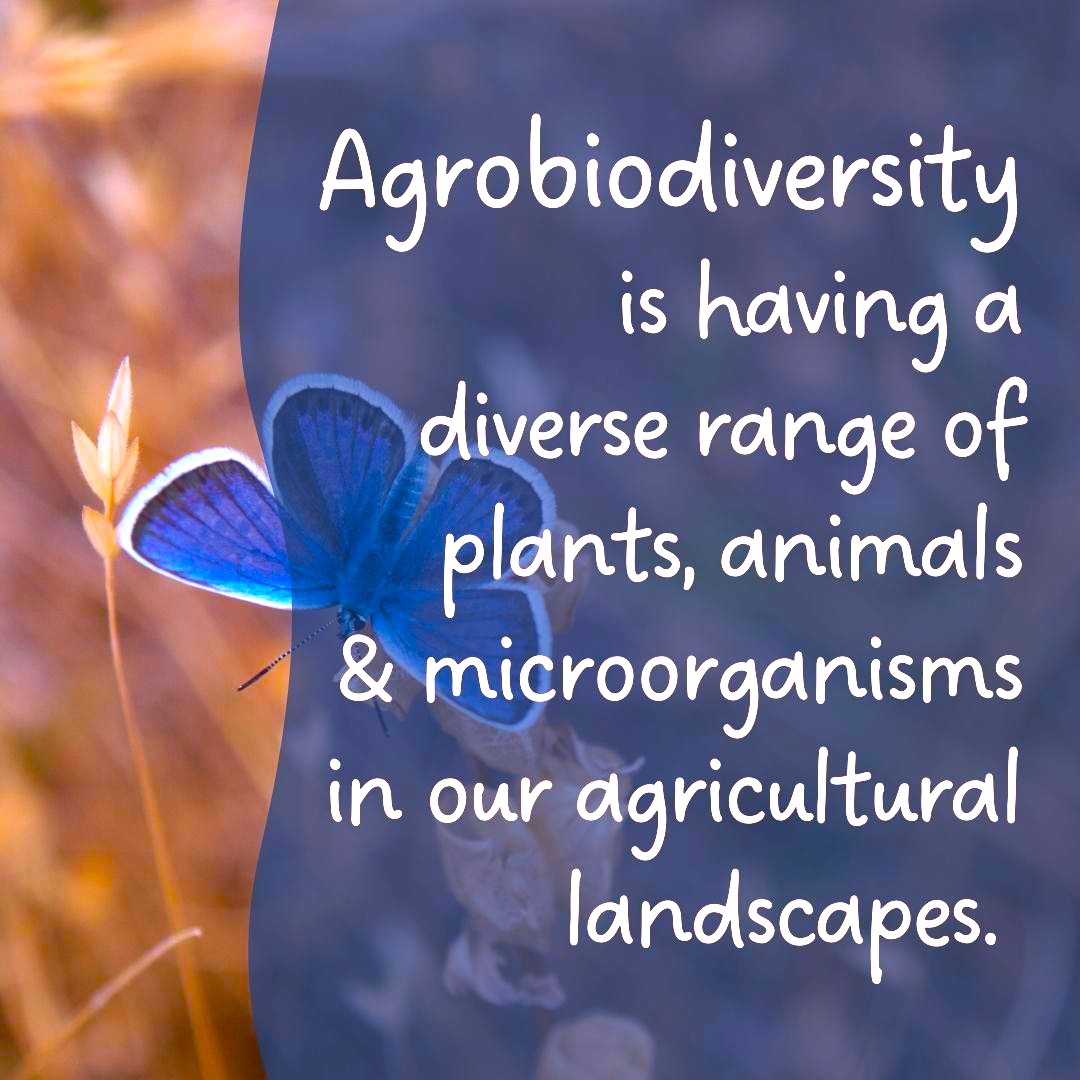 CzemborH's tweet photo. 💚🌟📈💚💥💚🌻
RT: DIVINFOOD
➡️What is agrobiodiversity?
#divinfood #agriculture #farmers
#agrobiodiversity #agroecosystems #ecology
➡️ #HumanHealth #environment #society
#FoodSecurity #economy #Prosperity
➡️ #ZeroPollution #SoilHealth
#sustainableagriculture #ClimateChange https://t.co/tWrRIryXXi