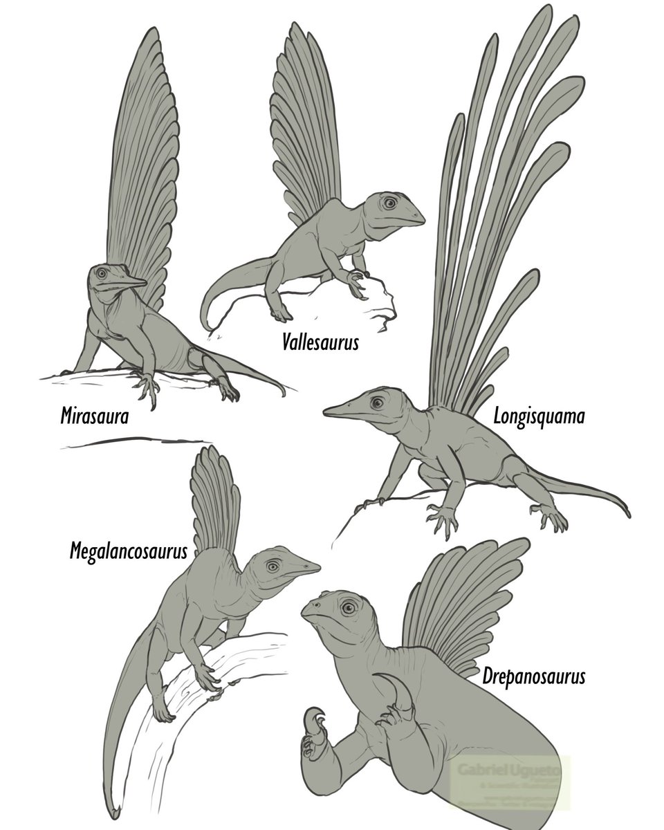 Could extraordinary plume-like structures like those on Longisquama and the recently described Mirasaura be present in other drepanosauromorphs? I think it is not completely out of the question!