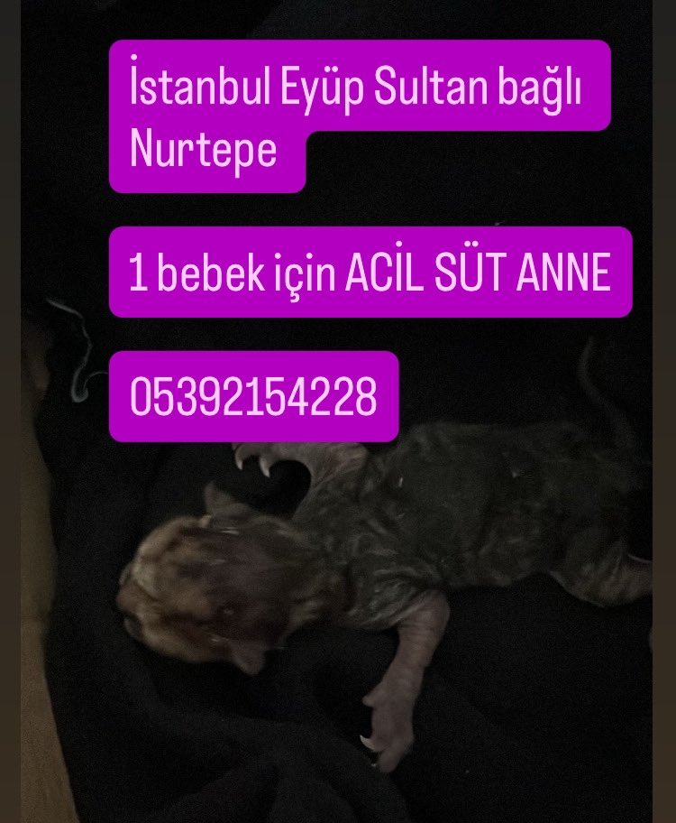 HAN(Perisi de var) (@kedilihan) on Twitter photo 