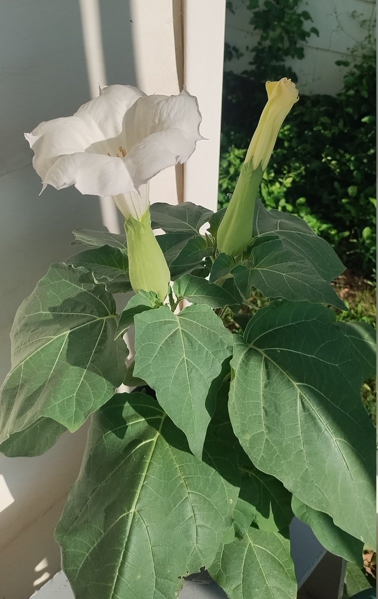My Moonflower bloomed last night.