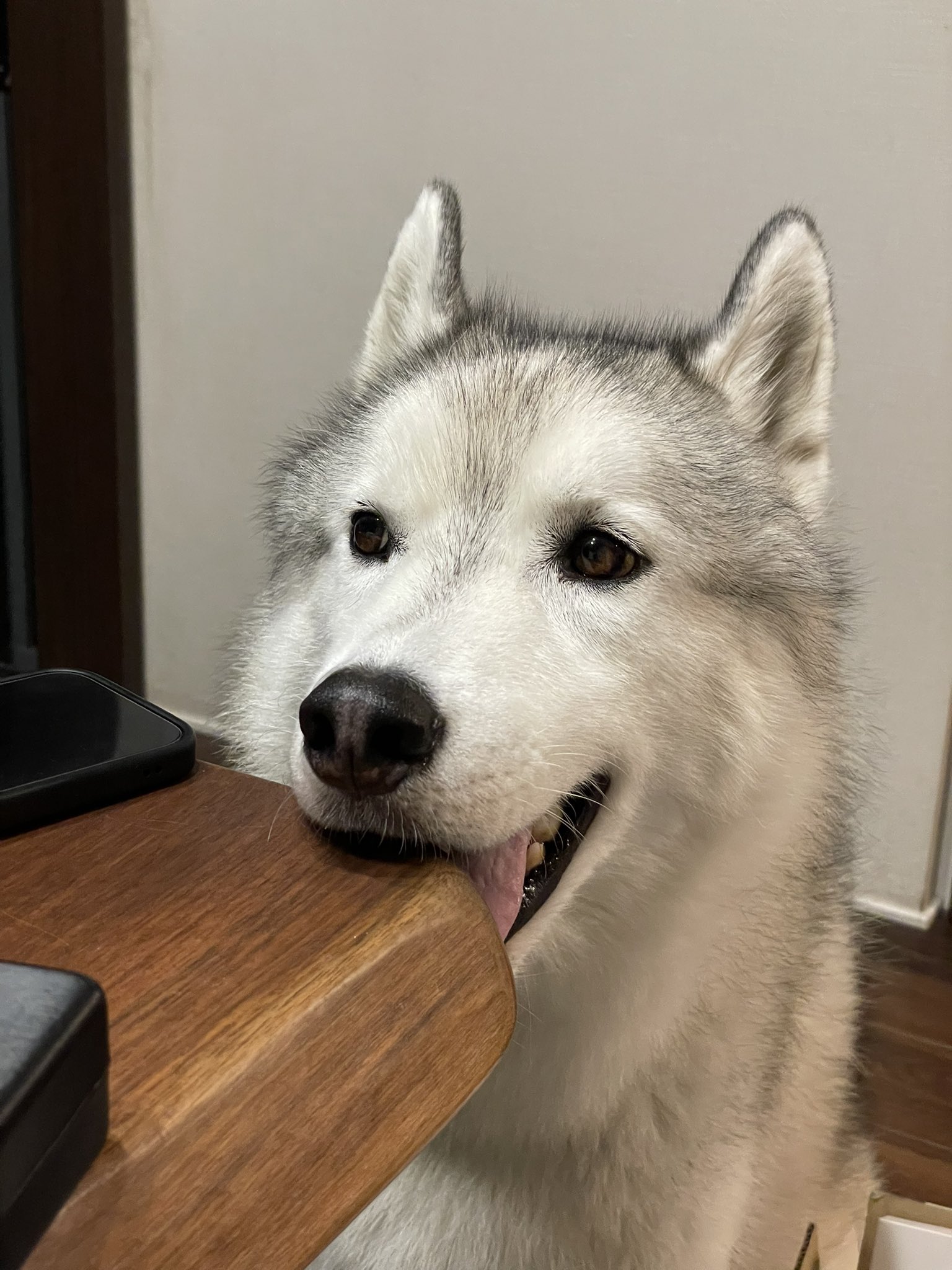 ハッシュ！　かわいいハスキー シベリアンハスキーのアッシュ🐾 (@bigbabyash2020) / X