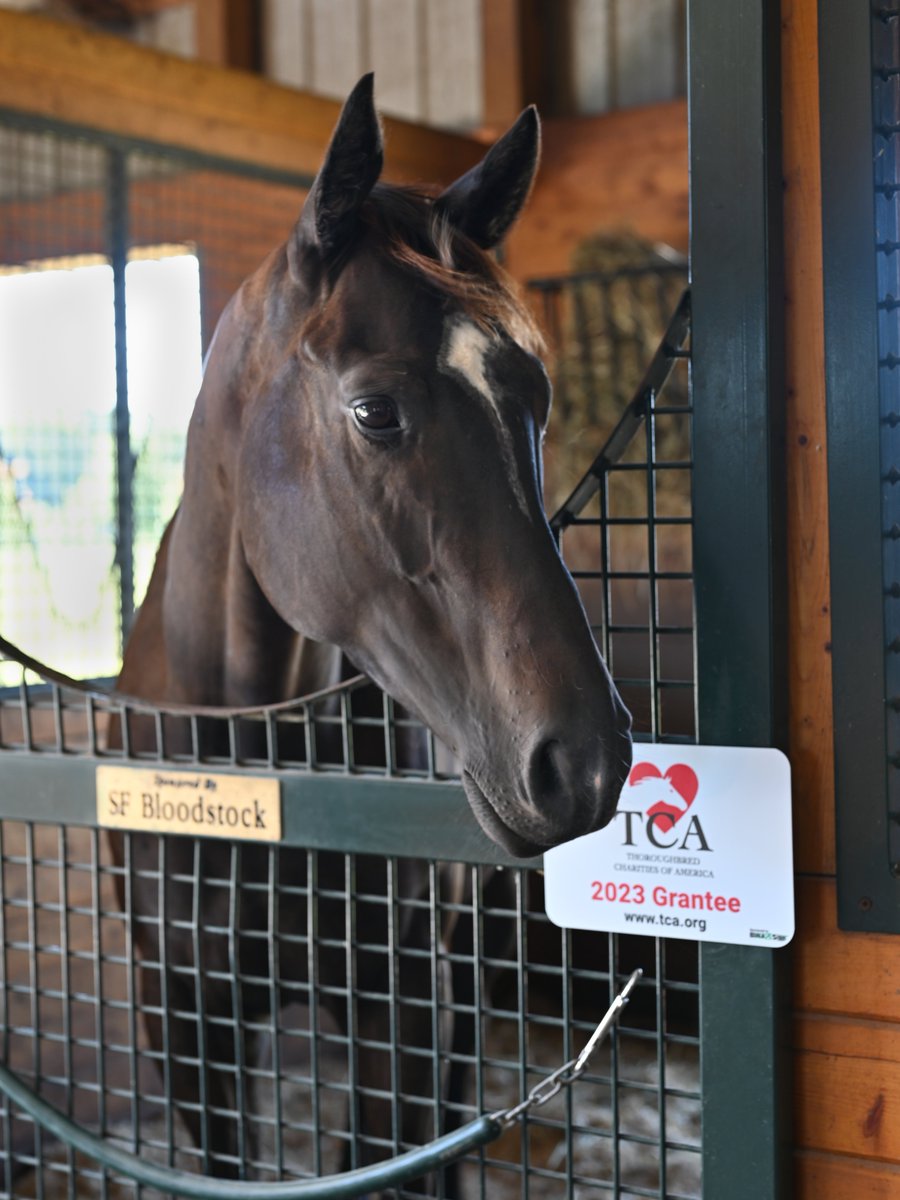 As we head into the heat of summer, a quick reintroduction:
We’re TCA—supporting Thoroughbreds and the people who care for them.
Each year, we provide funding to vetted organizations that uphold our pillars of care, education &amp; support.
Learn more: TCA.org 🏇♥️